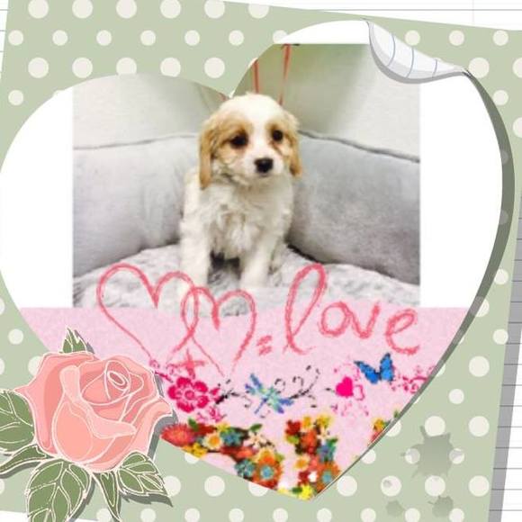 Meet your Posher, Chris - Picture 1 of 1